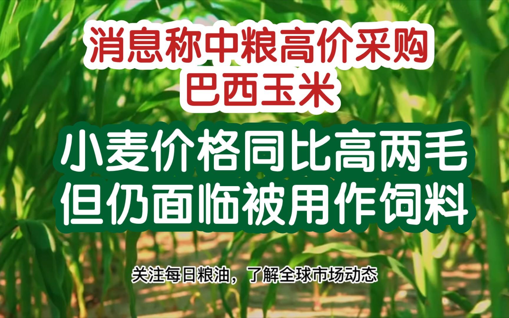 国际粮价走低各国加速采购,我国小麦价格同比高出两毛钱;消息称中粮高价进口巴西玉米,黄淮地区小麦玉米饲料替代或再现哔哩哔哩bilibili