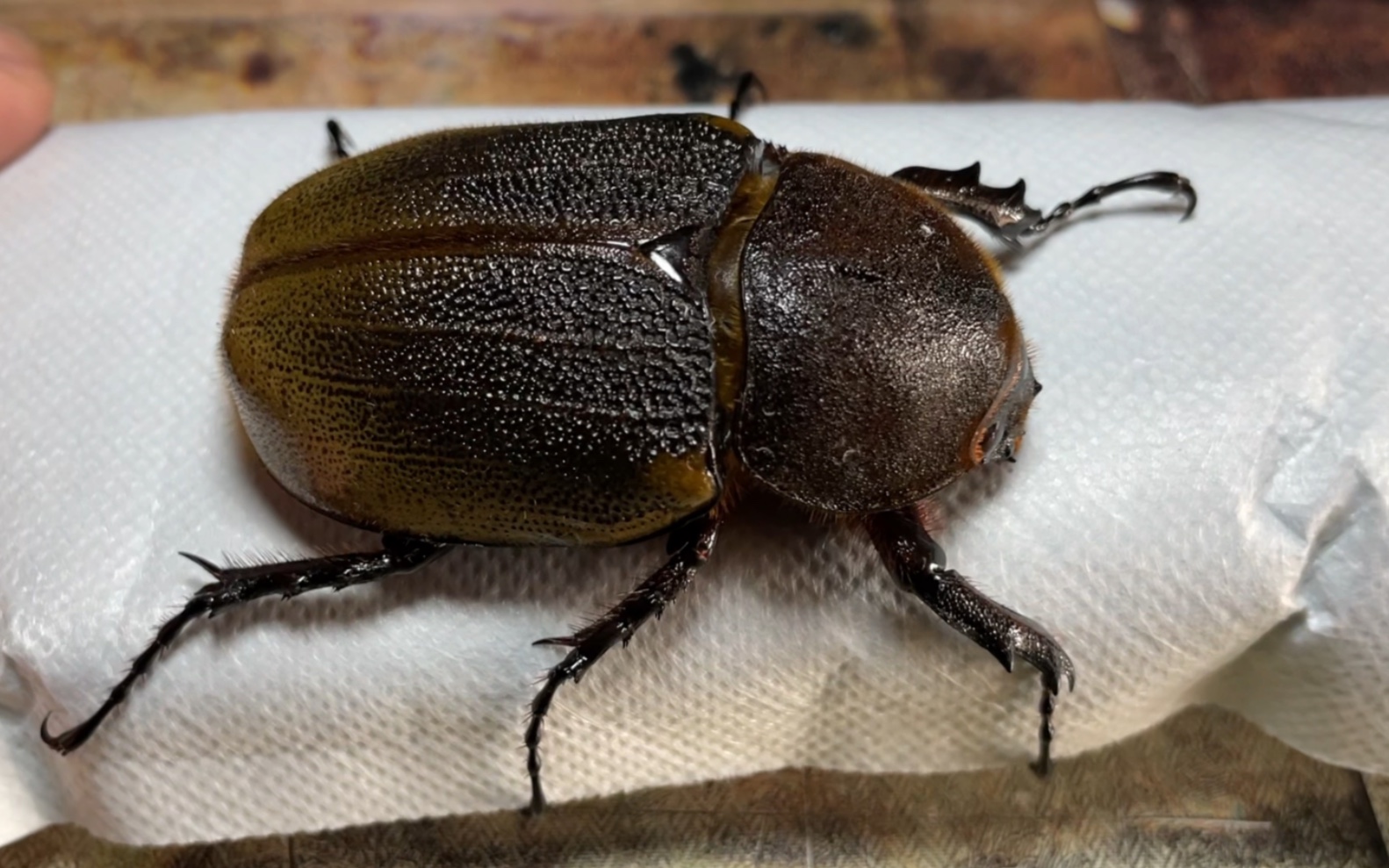 长戟大兜dhh母虫欣赏