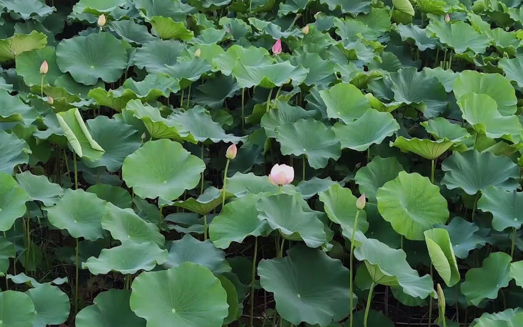 小米10s手机拍摄 荷花一尘不染的圣洁 楚楚动人的美 清雅而纯洁