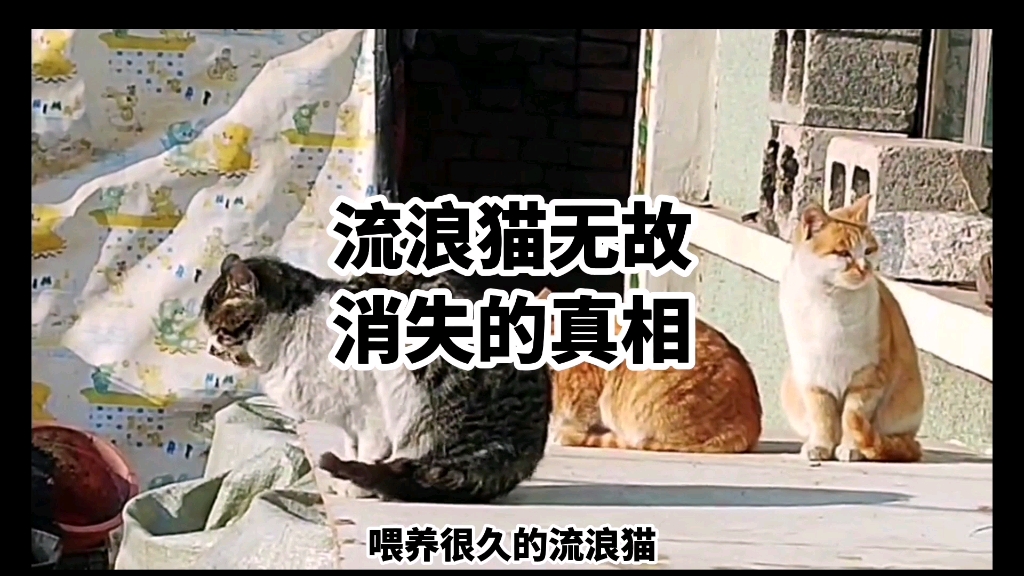 [图]流浪猫无故消失的真相