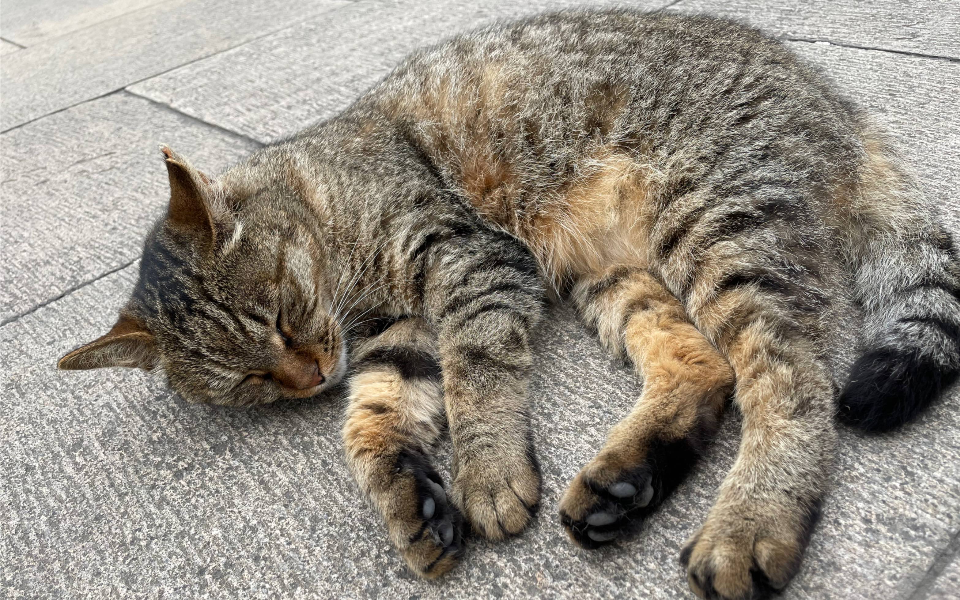 狸花猫咪咪继续呼呼大睡