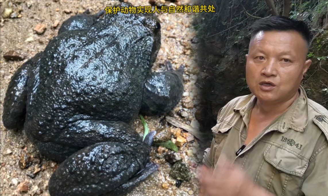 目前的石蛙真的多起来了