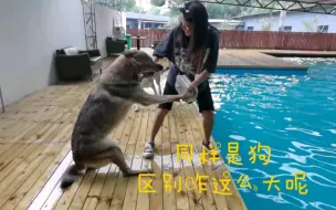 Tải video: 【捷克狼犬】游泳