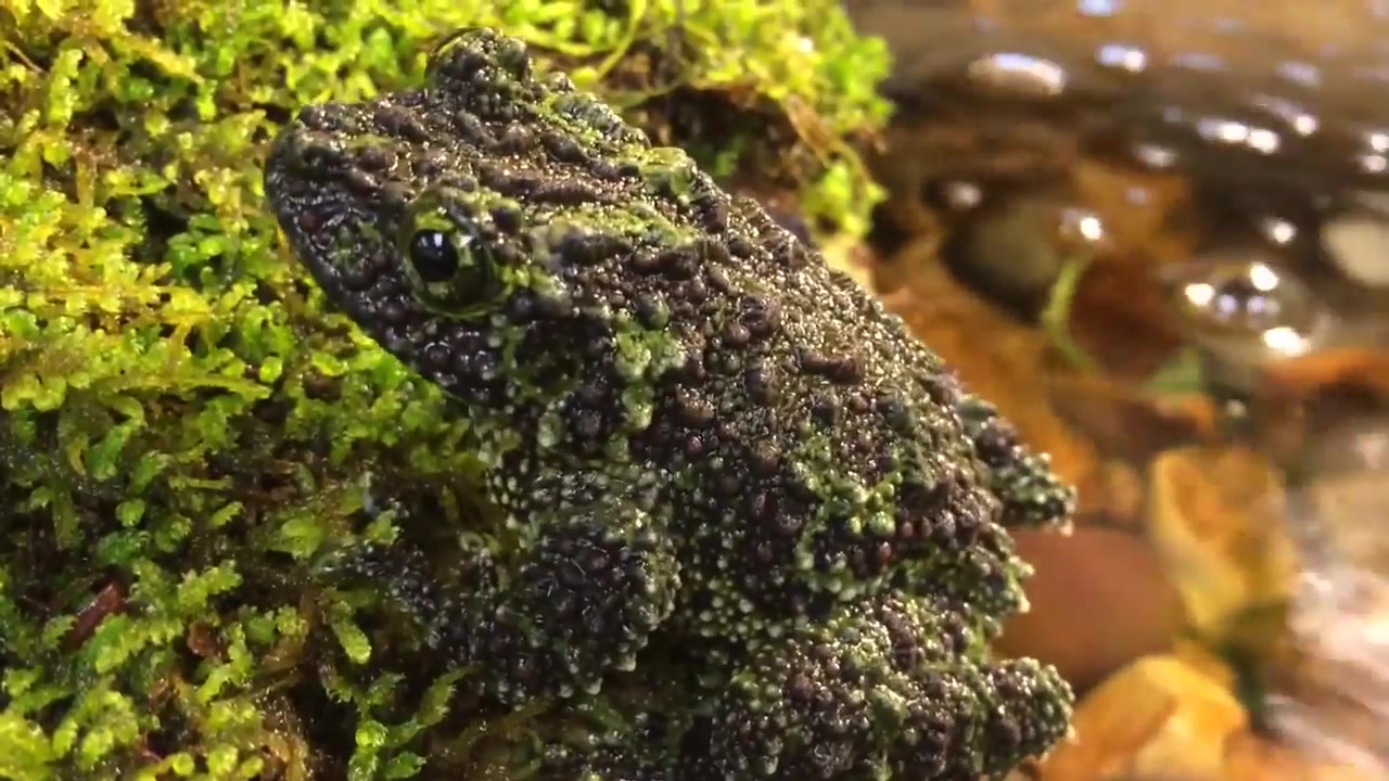 北部湾棱皮树蛙/Лишаистый веслоног/theloderma