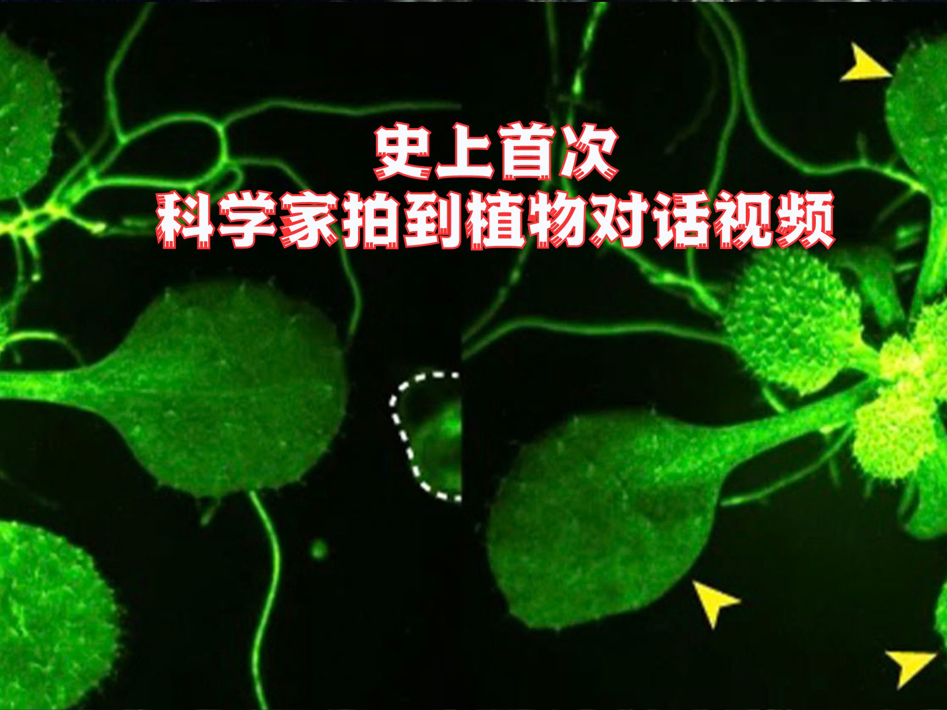 史上首次,科学家拍到植物“对话”视频哔哩哔哩bilibili