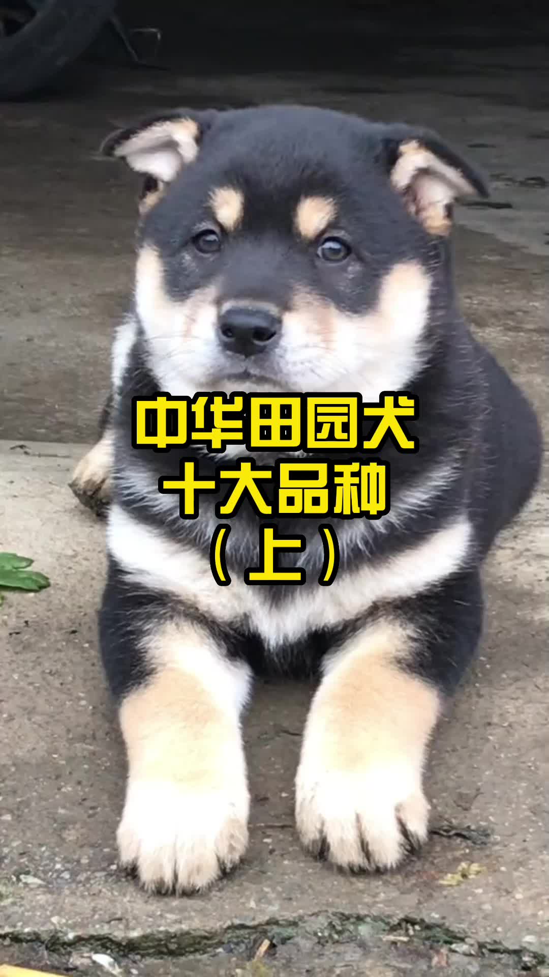 中华田园犬十大品种,(上),哔哩哔哩bilibili