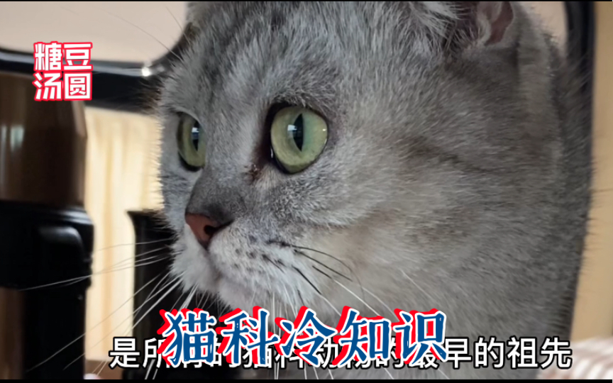 为什么猫和老虎长得那么像?它们有什么渊源?哔哩哔哩bilibili