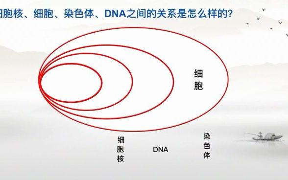 染色体的概念及细胞分裂过程中染色体的变化规律哔哩哔哩bilibili