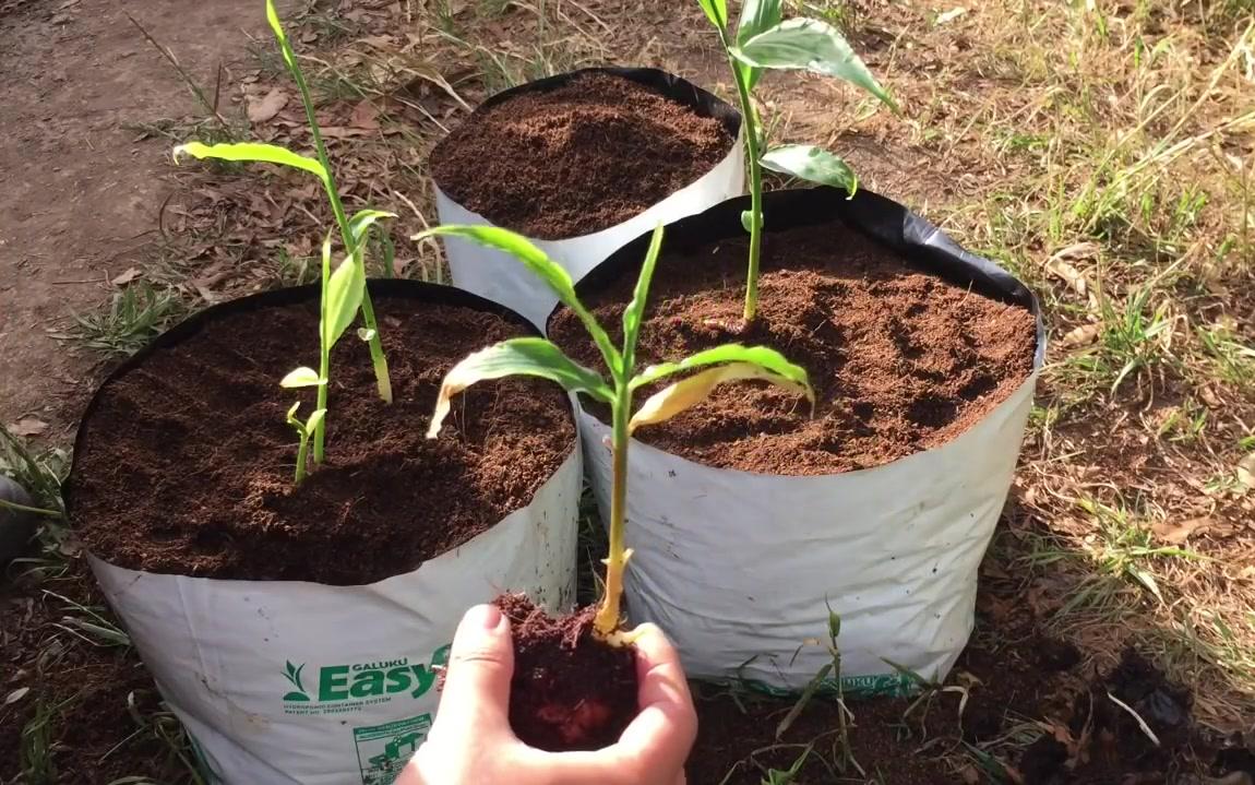 如何种姜:姜苗的定植和种姜的3个诀窍 大幅提高成功率哔哩哔哩bilibili