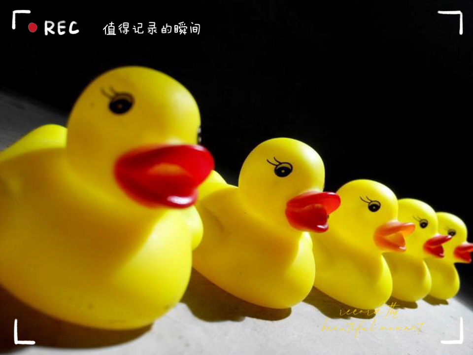 【排排坐】黄色橡皮鸭子乖乖排成行