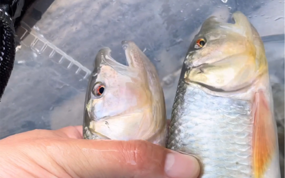 北京能钓到的最大马口,众多发色巨马,实属难得,必须放流