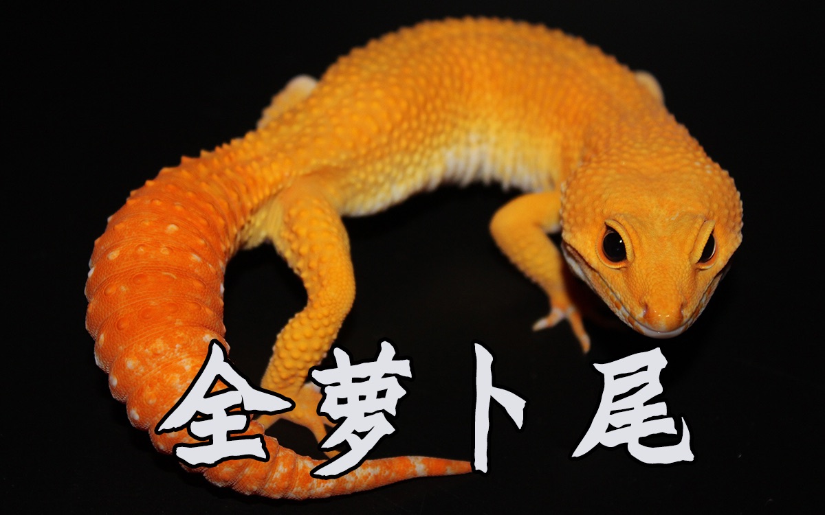 唯美豹纹守宫全萝卜尾川普阳光77