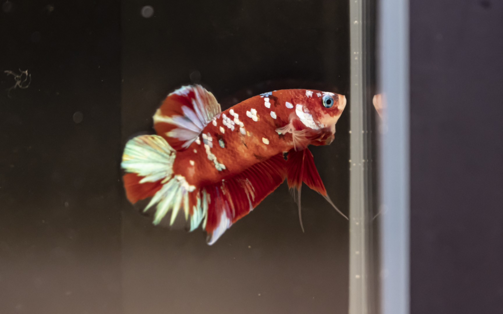 【泰国斗鱼】红星河将军