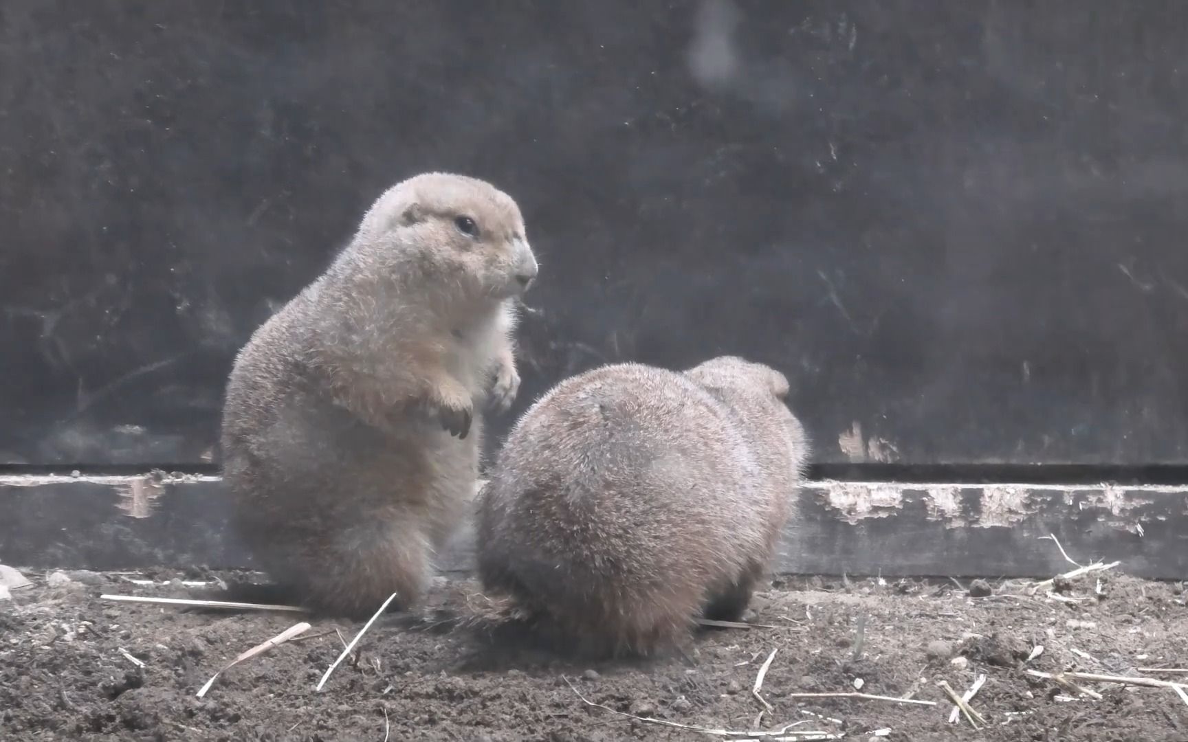札幌市円山动物园 圆嘟嘟的草原犬鼠
