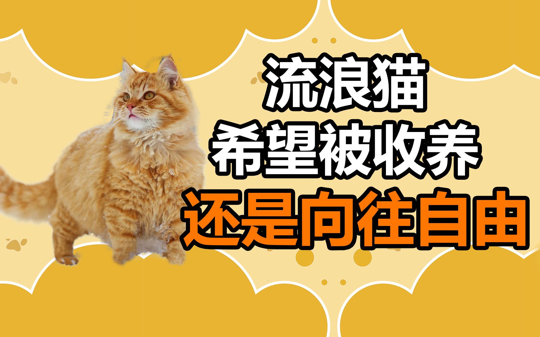 流浪猫希望被收养?不!有的更向往自由哔哩哔哩bilibili