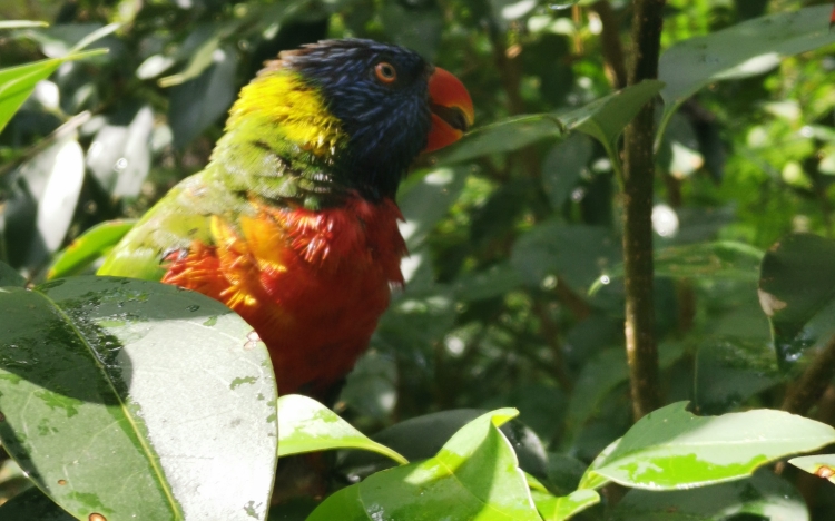 可爱又美丽的小鸟