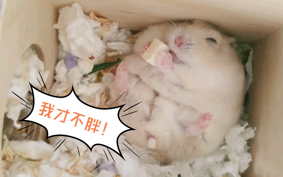 【仓鼠】肥宅二胖的恰饭日常