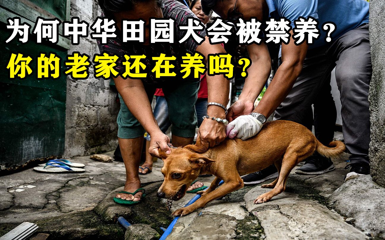 为什么中华田园犬会被禁养?专家道出4大原因,你老家还在养吗?哔哩哔哩bilibili