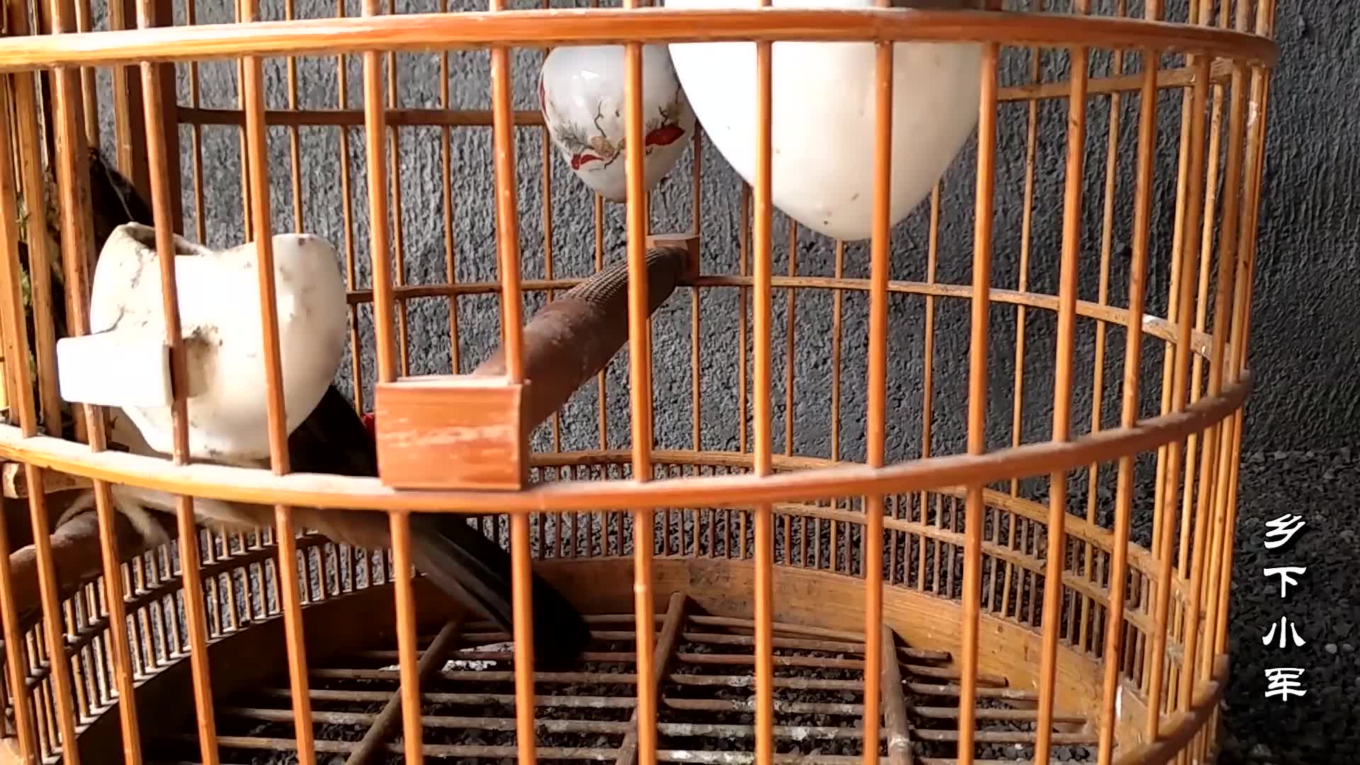 喂画眉鸟基本常识:画眉鸟主要的"脚型"有哪些?新手请看