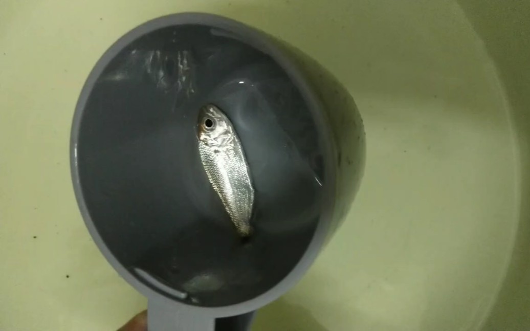 开箱拟黑尾河虎大嘴蓝鲸满天星倒吊