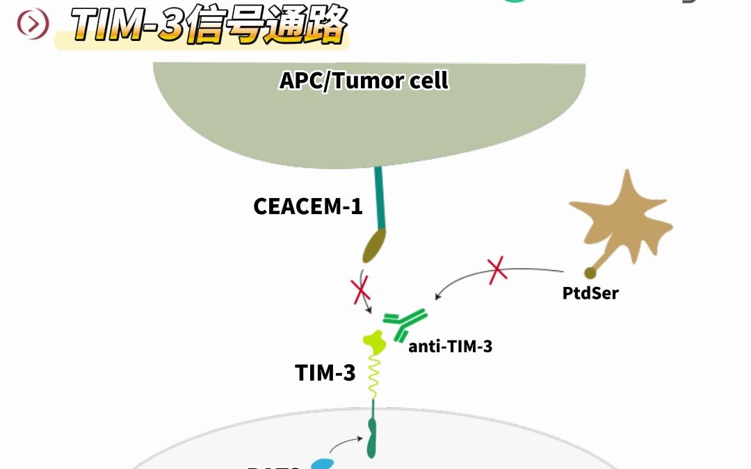 TIM3,肿瘤免疫治疗新兴靶点【靶点科普】哔哩哔哩bilibili
