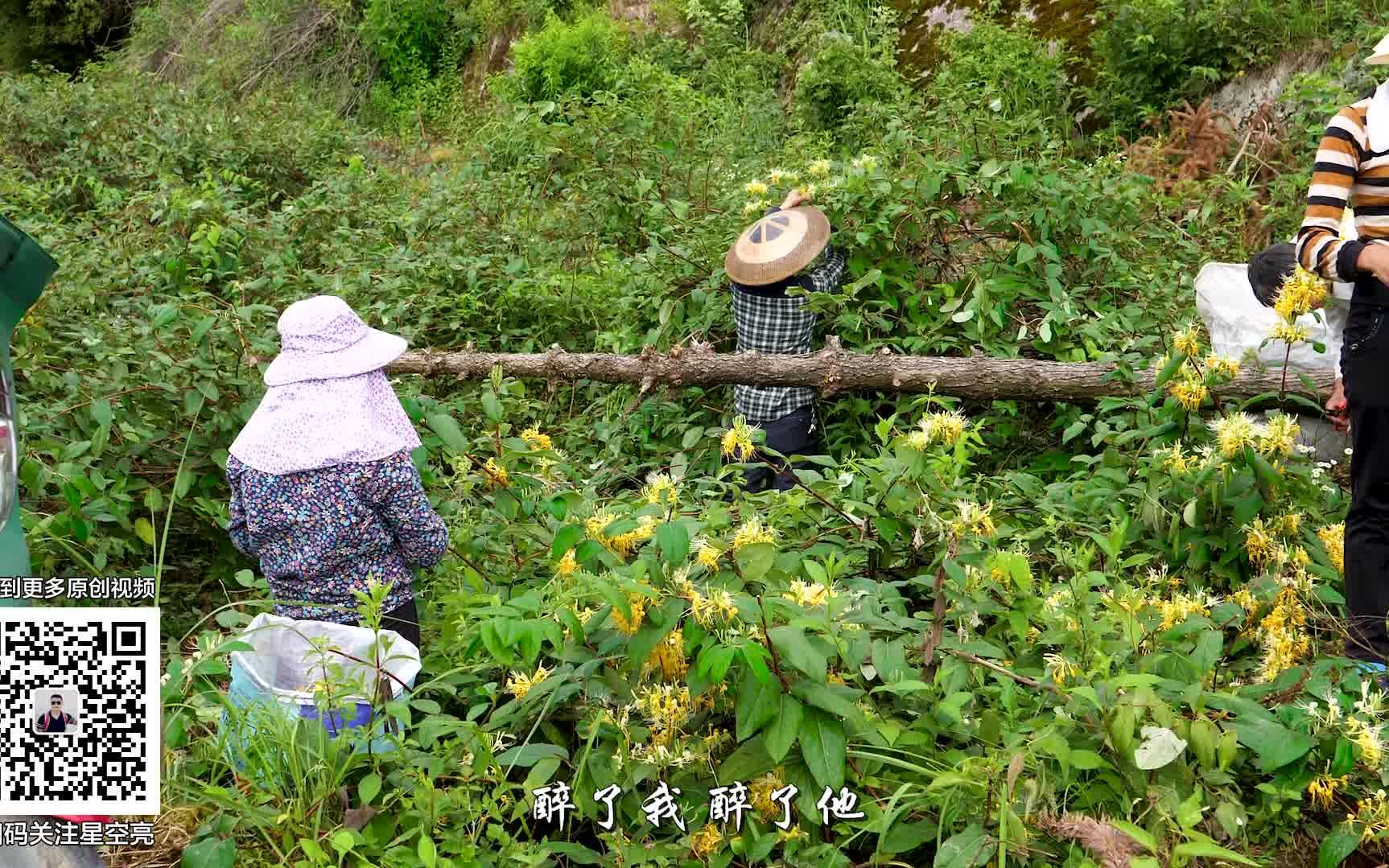 [图]中国金银花之乡 湖南隆回