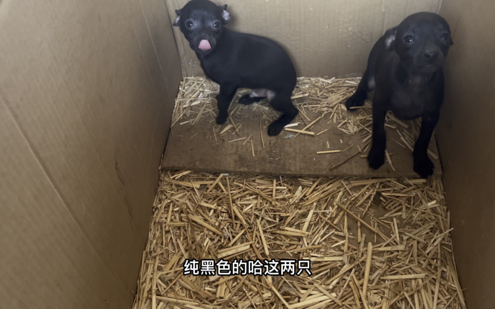 纯黑色的小鹿犬,非常少见,辟邪神物哔哩哔哩bilibili