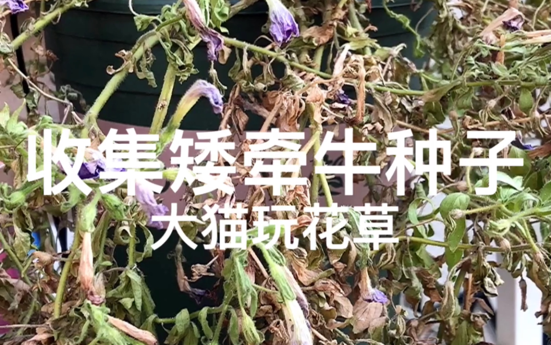 《大猫玩花草》矮牵牛种子的收集 种花花艺种植园艺哔哩哔哩bilibili