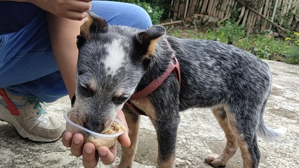 吃播sasha暴风吸入一盒鸡肉,今天也是杜绝浪费一滴也不剩的好狗勾
