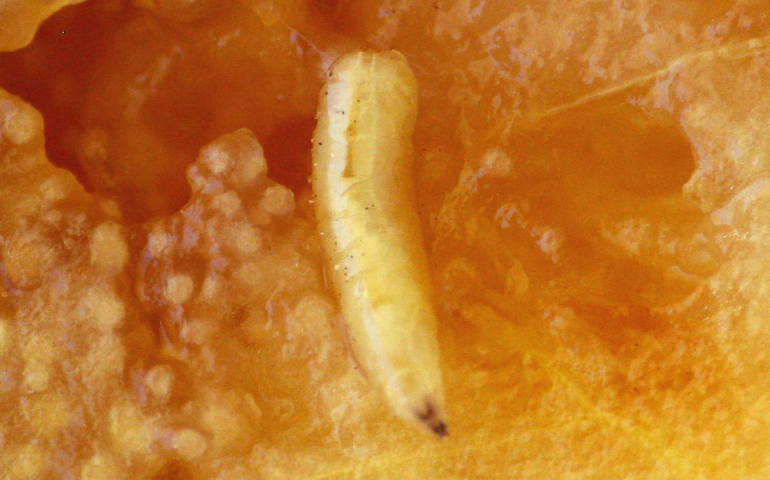 芒果蝇幼虫图片