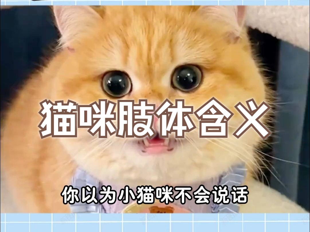 猫咪的肢体动作有什么含义哔哩哔哩bilibili