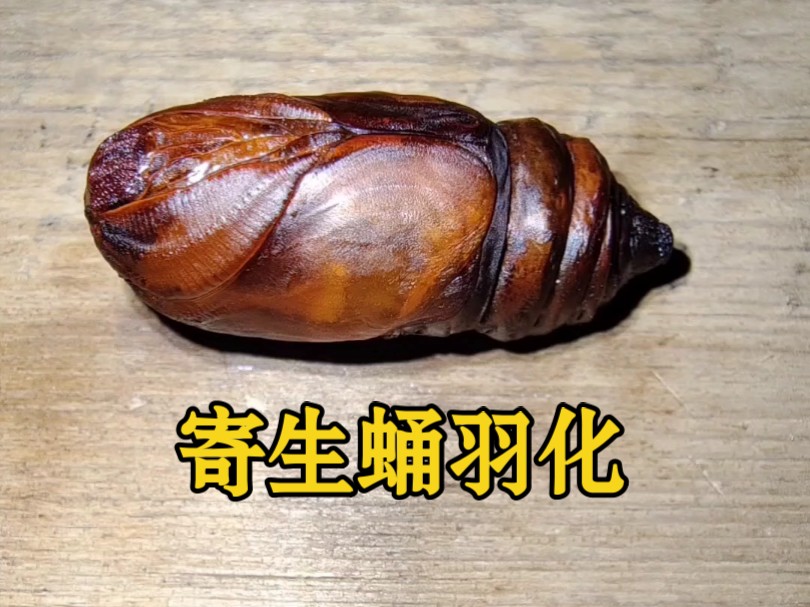 从蚕蛹里解剖出的生物已经开始羽化哔哩哔哩bilibili