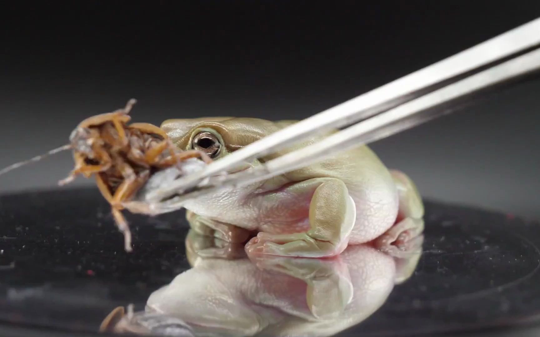 青蚌吃虫子_哔哩哔哩 (゜-゜)つロ 干杯~-bilibili