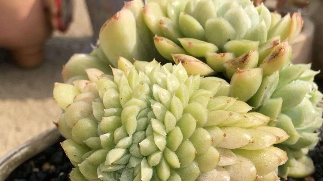 呆在家看肉的日子:一颗白月影缀化