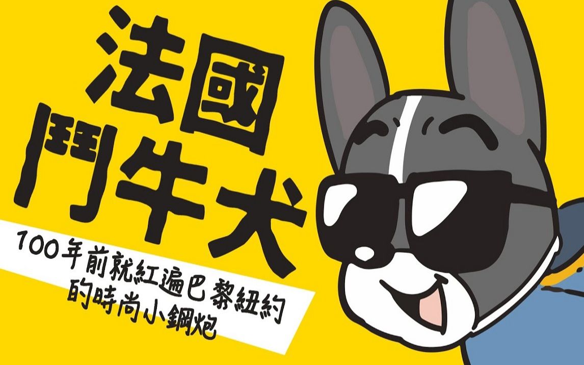 法国斗牛犬了解下!击败棕熊的狗界小钢炮!哔哩哔哩bilibili