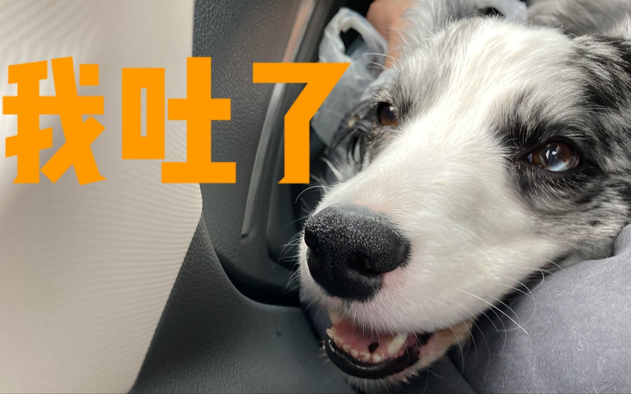 狗 狗 的 晕 车 只 在 一 瞬 间