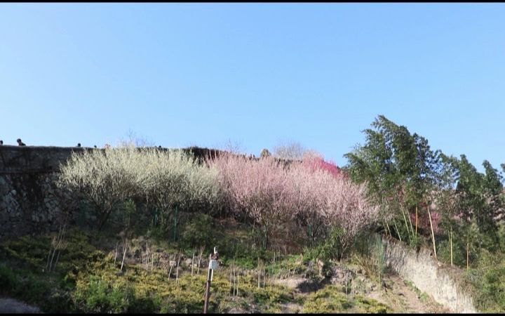 临海风景|长城梅花哔哩哔哩bilibili