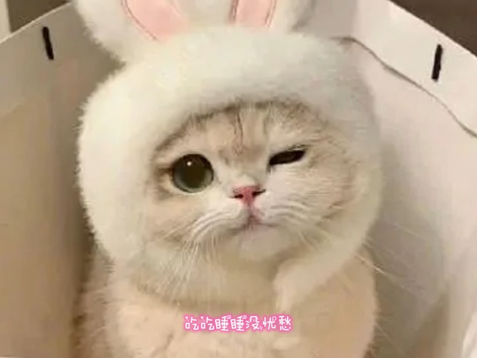 我是你的小猫 | 翻唱 | 可以做你的猫吗~主~人~哔哩哔哩bilibili