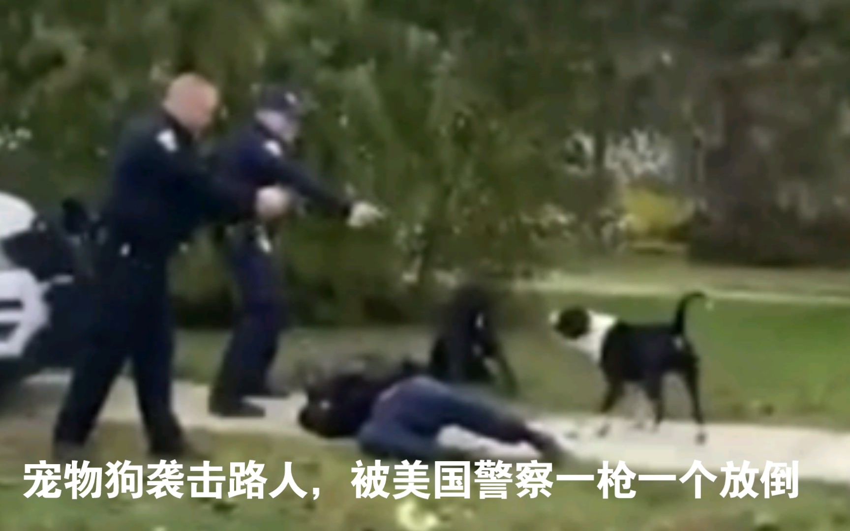 【转载】实拍美国警察枪杀袭击撕咬路人的宠物狗哔哩哔哩bilibili