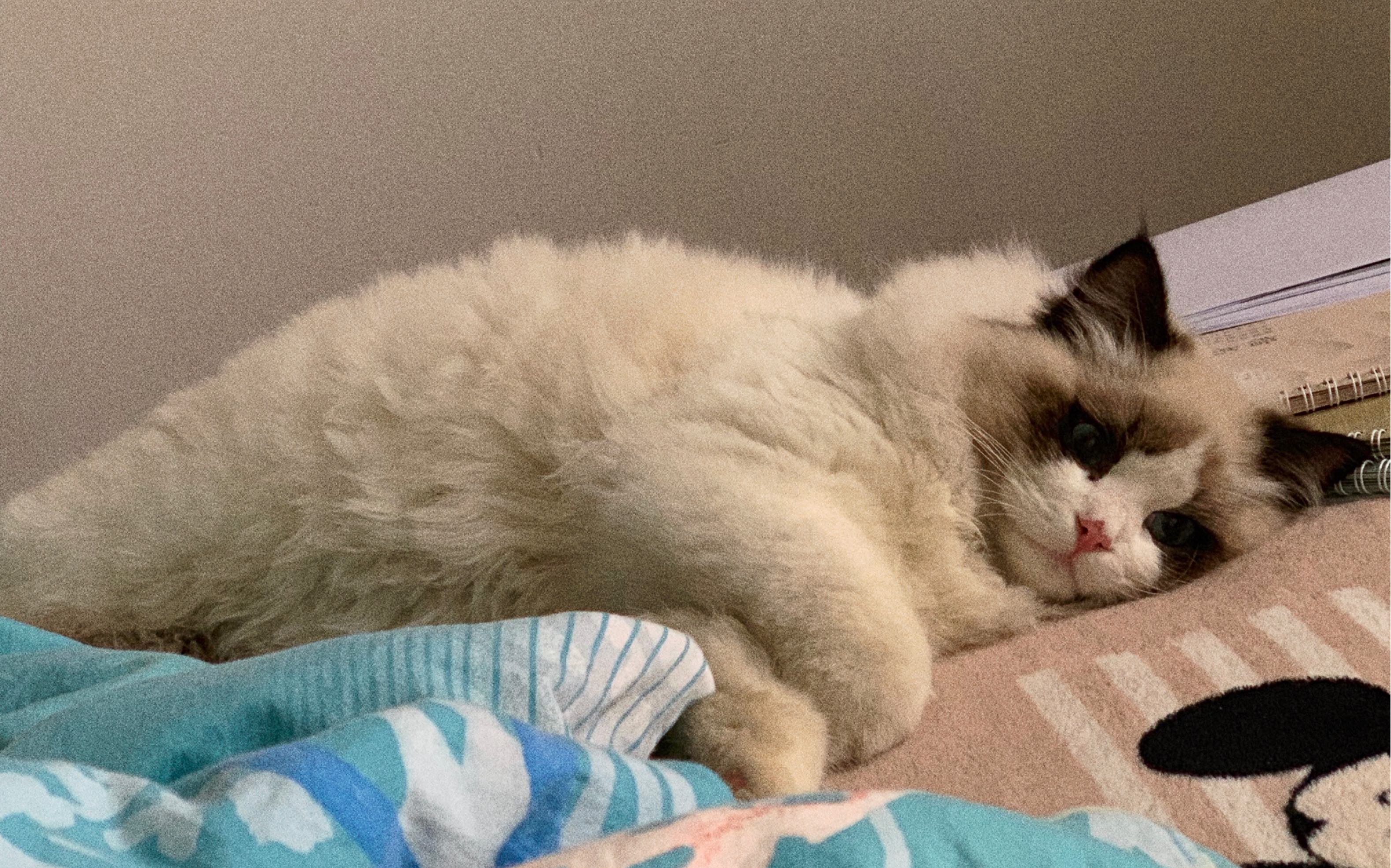 小猫咪思考喵生