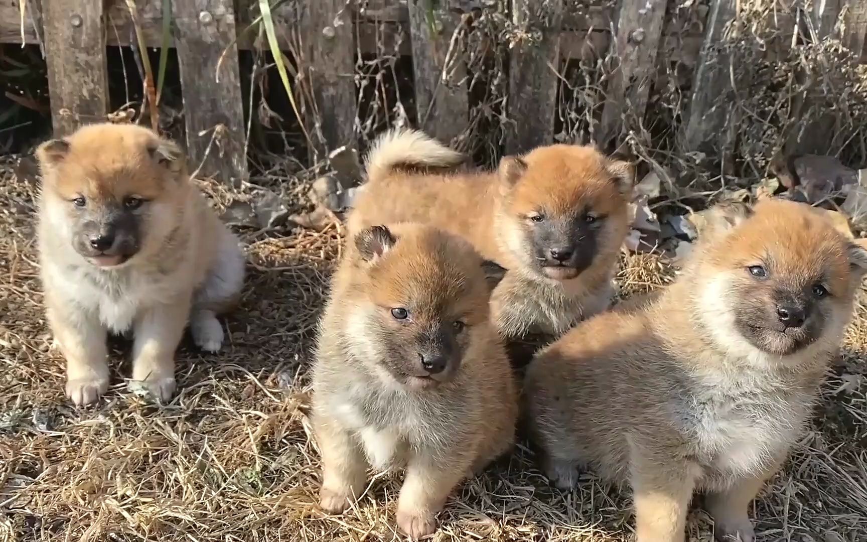 可爱小柴犬萌翻了,第一次出窝见见世面,你追我赶互相玩耍.