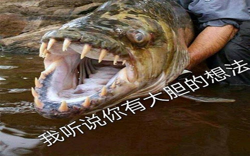 [图]【Fishing Planet】非洲 刚果河全鱼种解锁