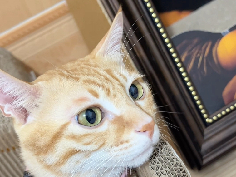 包被真是大犟种