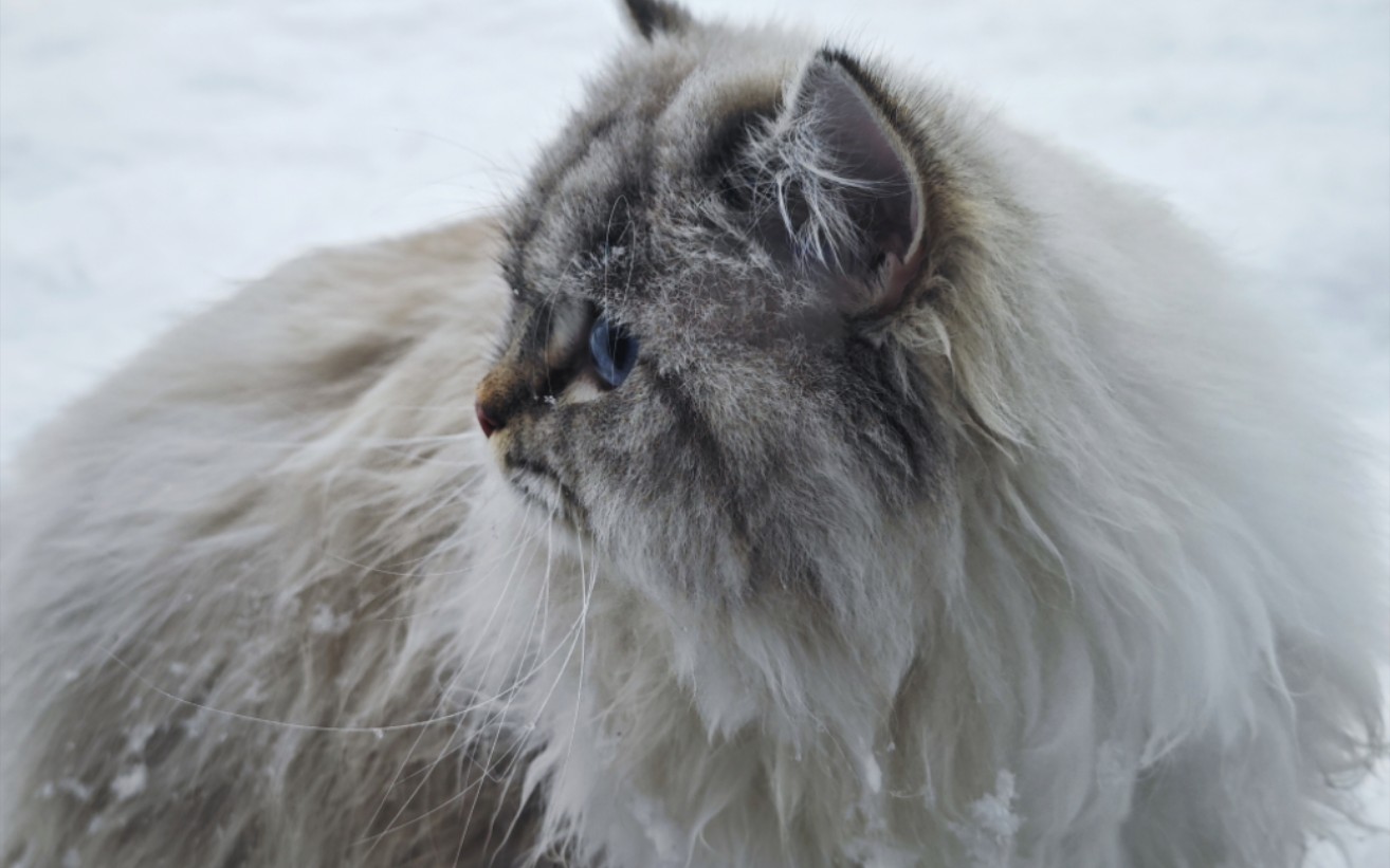 【西伯利亚森林猫】雪天の木木