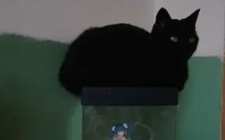 黑漆漆的猫_ 搜索结果_哔哩哔哩_Bilibili