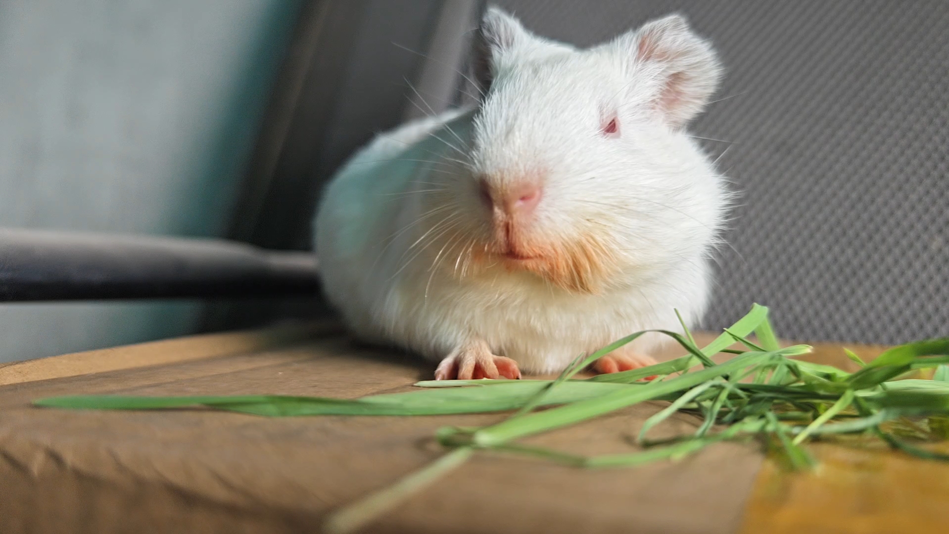 犯困豚豚之烈焰红唇