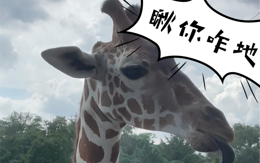 【雅戈尔动物园】长颈鹿先生的午餐