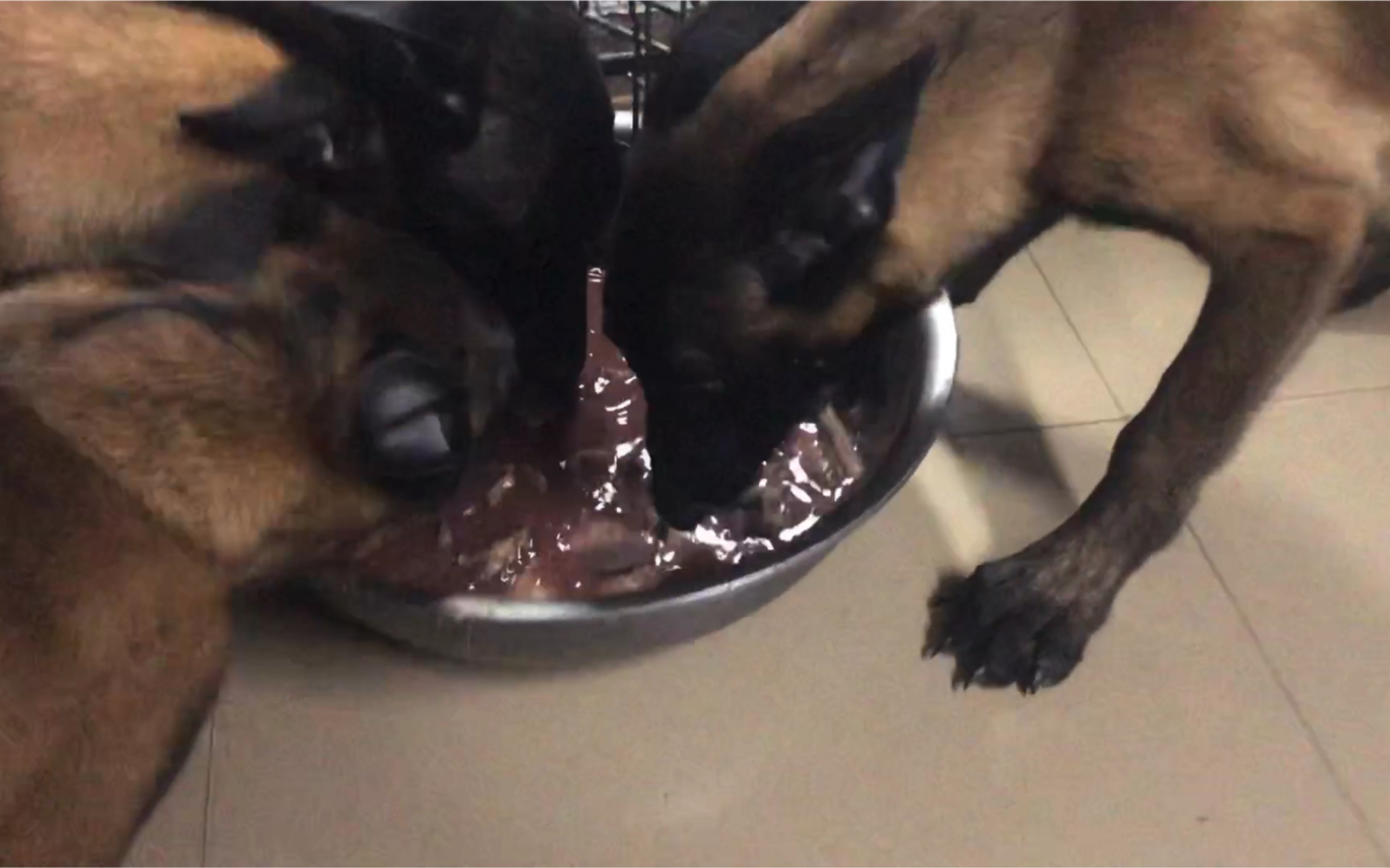 狗狗抢食,吃出了爹娘不认的气势