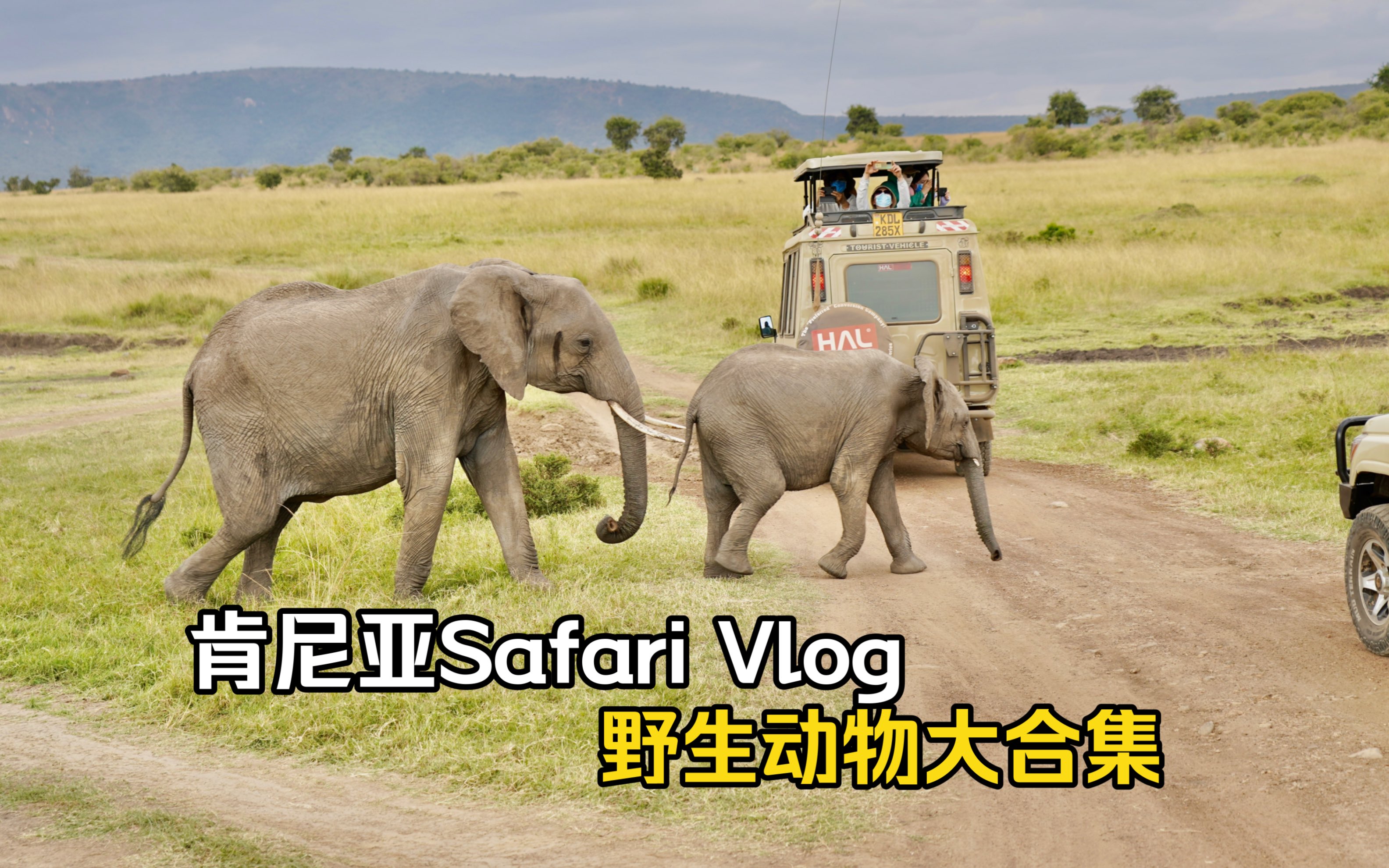 [图]肯尼亚Safari Vlog | 东非野生动物大合集