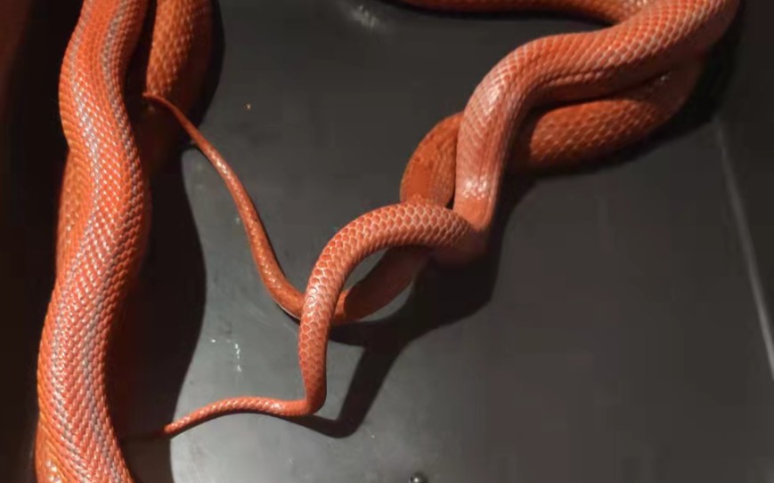 玉米蛇繁殖记录:熔岩直线配血红显直